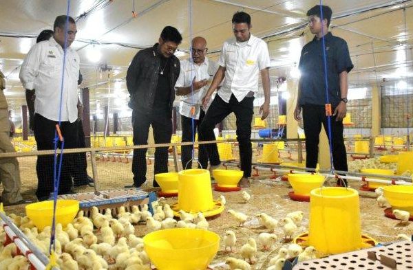 Budidaya ayam di Hulu Sungkai, Lampung Utara