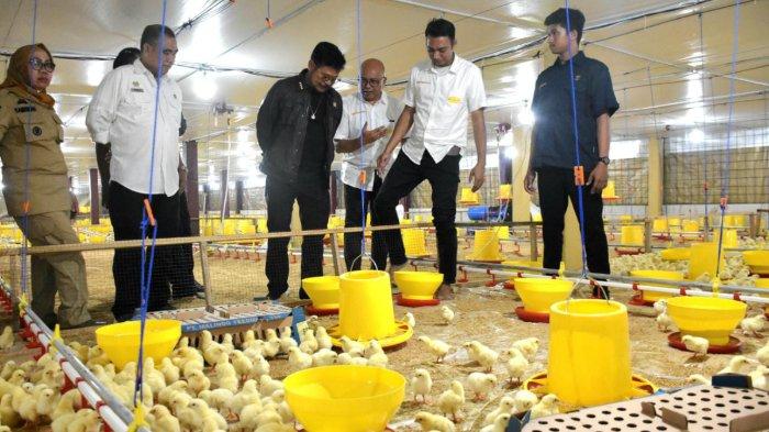 Budidaya ayam di Hulu Sungkai, Lampung Utara