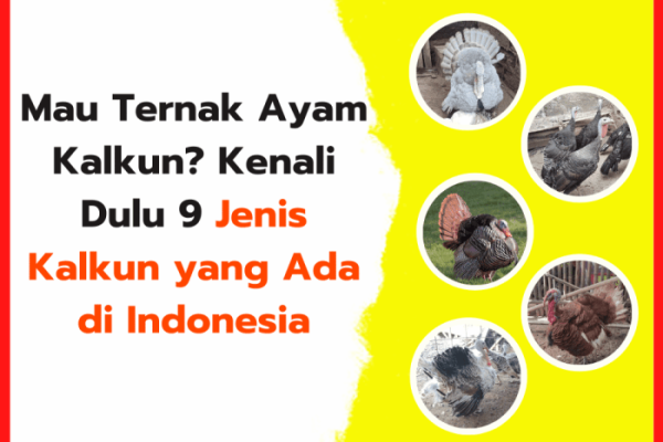 Ayam ternak di Talun, Pekalongan