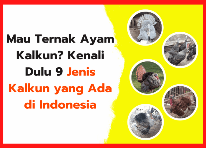BETERNAK AYAM KALKUN | ANTARA Foto Ayam ternak di Talun, Pekalongan