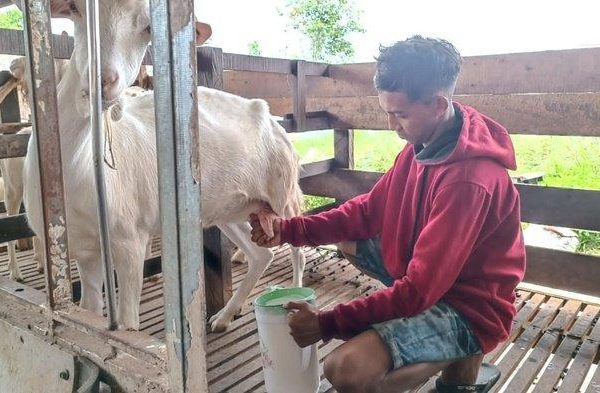 Susu kambing di Susukan, Banjarnegara