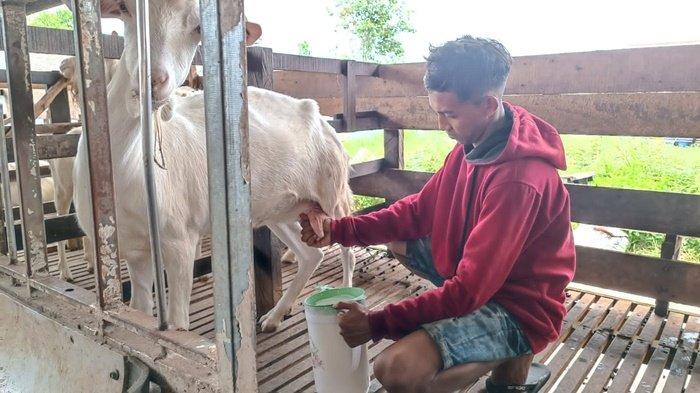 Susu kambing di Ringinrejo, Kediri