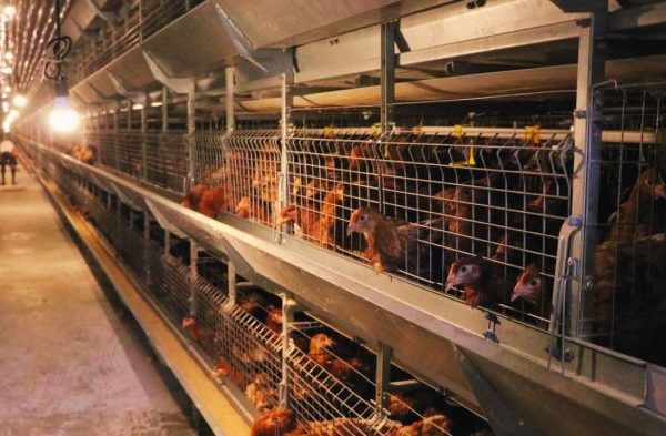 Memilih Kandang Closed House untuk Ayam Layer - PT ANSELL JAYA INDONESIA