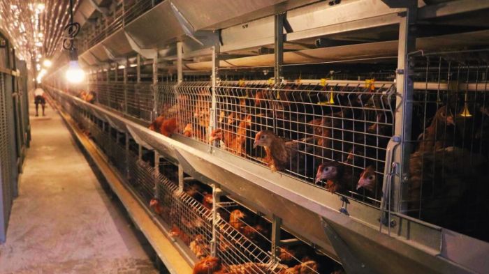 Ayam layer di Tiang Pumpung, Kabupaten Merangin