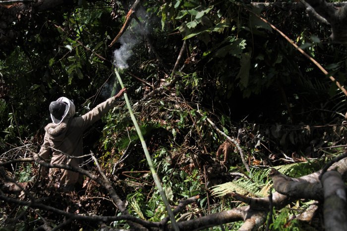 Daun penggemuk ayam di Landono, Konawe Selatan