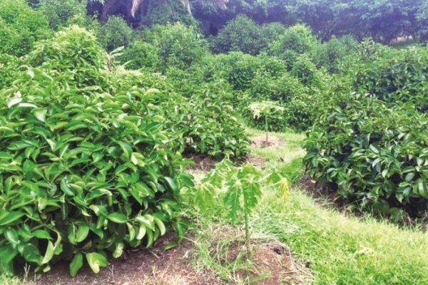 Daun penggemuk ayam di Manggis, Karangasem
