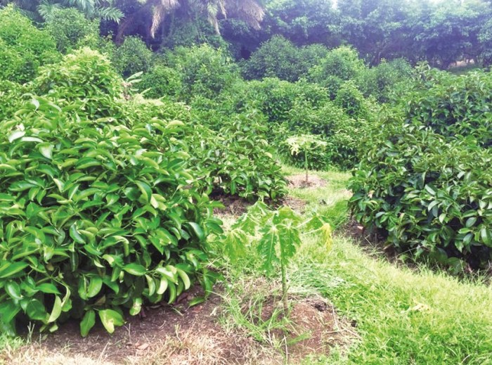 Daun penggemuk ayam di Manggis, Karangasem