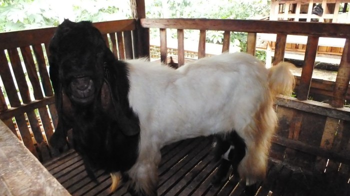 Susu kambing di Ngariboyo, Magetan