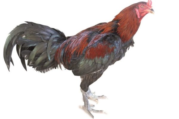 Ayam arab petelur di Ngrambe, Ngawi