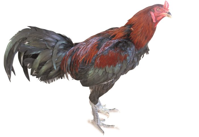 Ayam arab petelur di Taman Sari, Kota Pangkalpinang