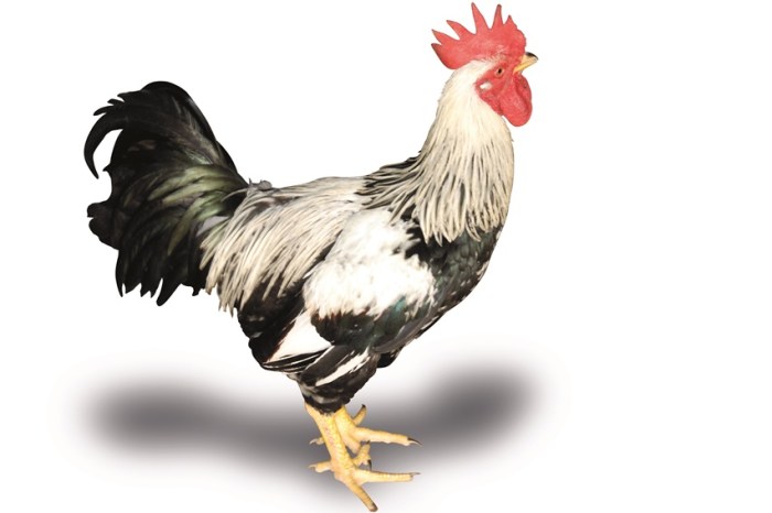 Ayam merah petelur di Kalikajar, Wonosobo