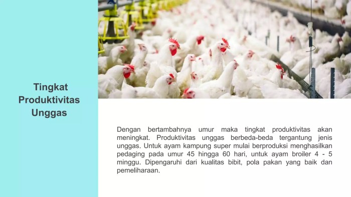 Mengevaluasi usaha budidaya ayam pedaging | PPTX