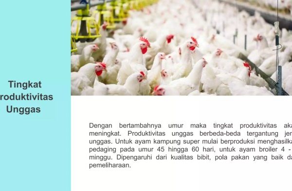 Mengevaluasi usaha budidaya ayam pedaging | PPTX