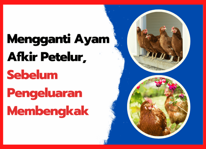Ayam Petelur Afkir Bisa Tekan Biaya Operasional? - MF Ayam afkir di Darma, Kuningan