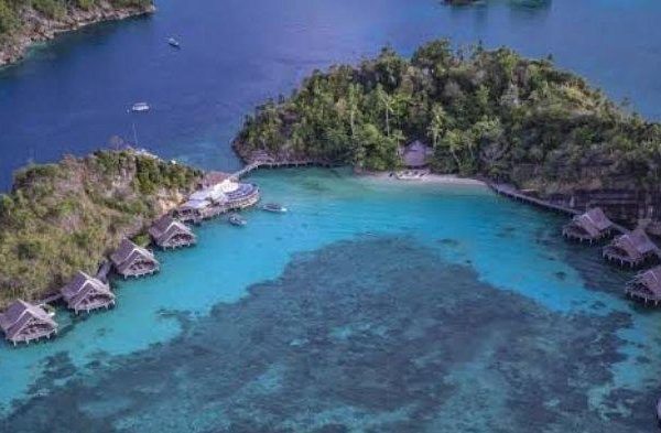 Daun penggemuk ayam di Misool Timur, Kab. Raja Ampat
