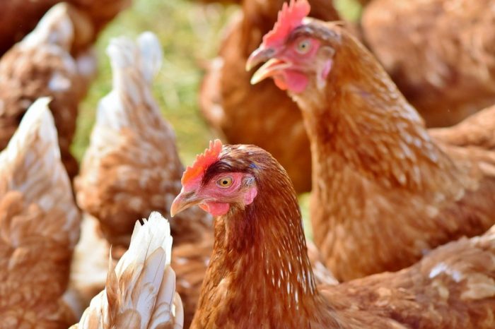 Ketahui Modal Untuk Ternak Ayam Petelur 100 Ekor | Pak Tani Digital Ternak ayam petelur di Bontoa, Maros