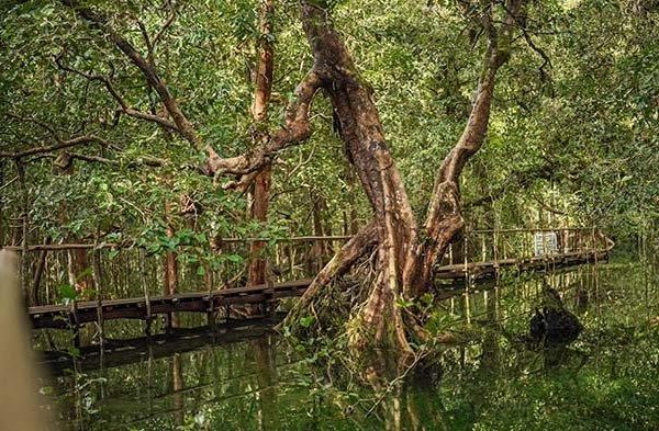 Daun penggemuk ayam di Orkeri, Kab. Biak Numfor
