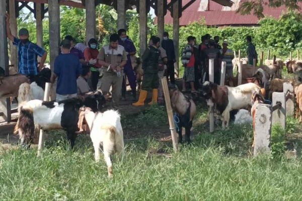 Daging kambing di Demak, Kabupaten Demak