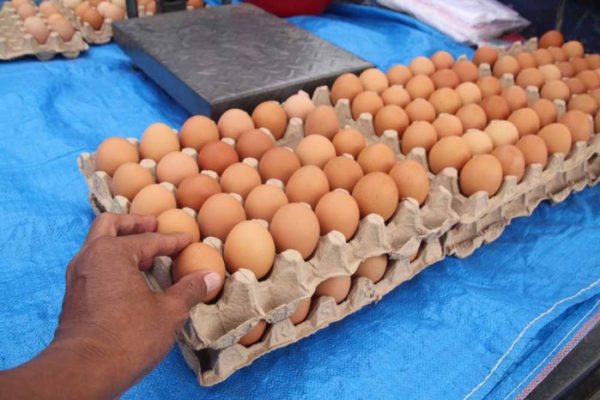 Ayam ternak di Blora, Kab. Blora