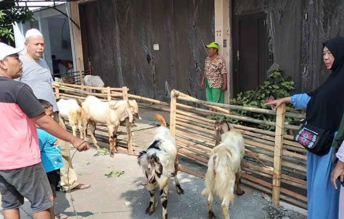 Harga Kambing Kurban di Batang Naik 30 Persen – Halo Semarang Daging kambing di Gunung Terang, Tulang Bawang Barat