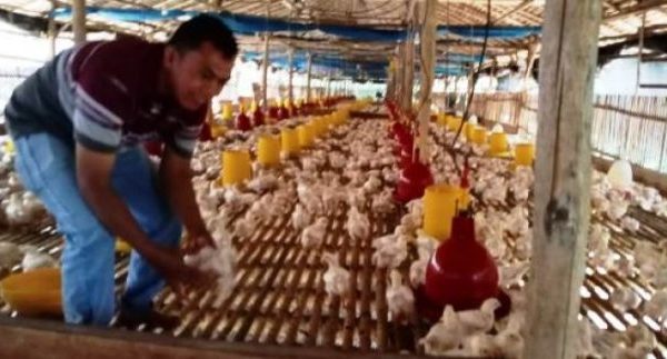 Ternak ayam pedaging di Semidang Alas Maras, Seluma