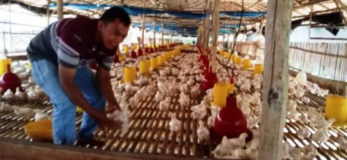 Bisnis Ternak Ayam Pedaging Memiliki Porspek Bagus - divianews.com Ternak ayam pedaging di Pasar Manna, Bengkulu Selatan