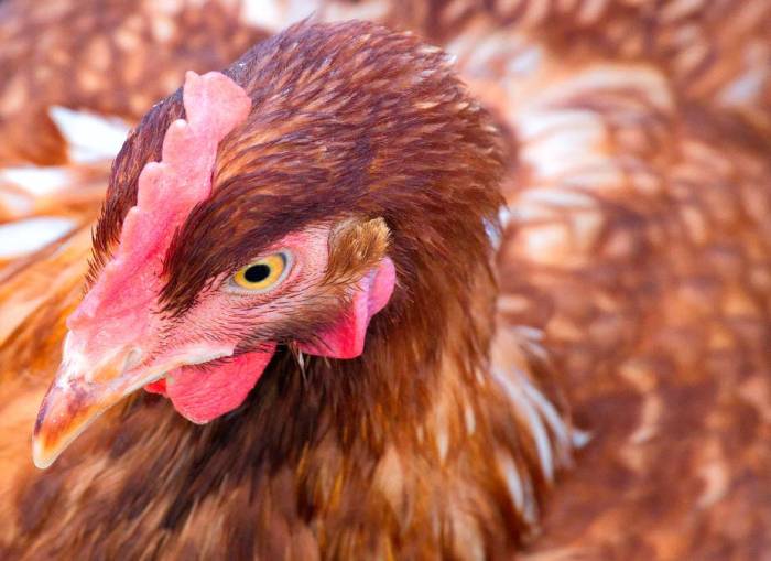 Ternak ayam petelur di Wangi-Wangi, Wakatobi