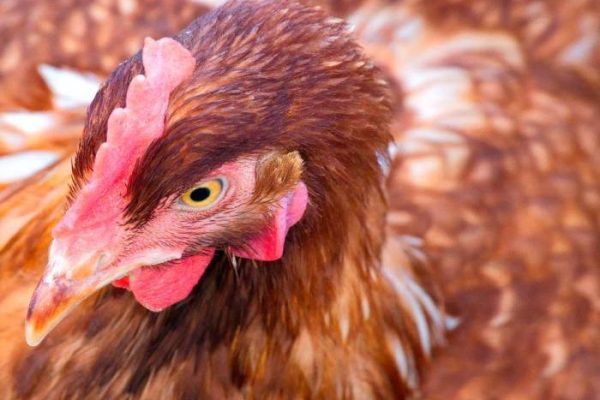 Ternak ayam petelur di Selemkai, Kab. Tambrauw