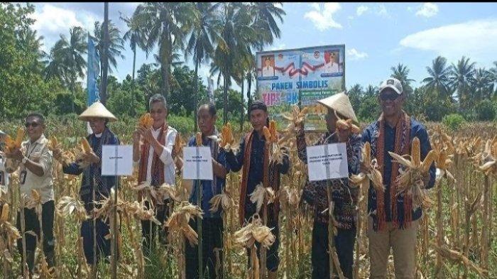 Daun penggemuk ayam di Waigete, Sikka