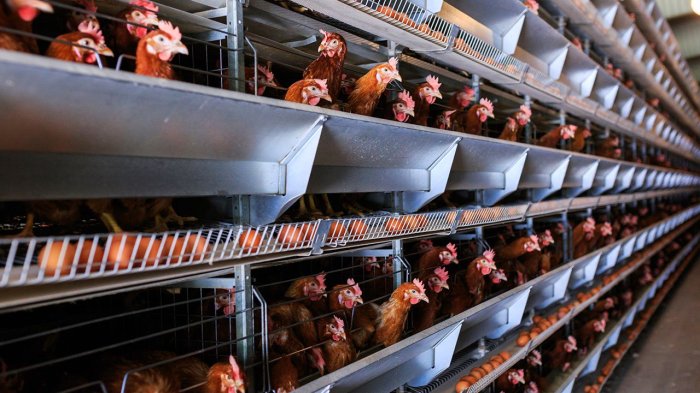 Usaha Budidaya ternak ayam petelur - Website Kalurahan JATIMULYO Ternak ayam petelur di Pondidaha, Konawe