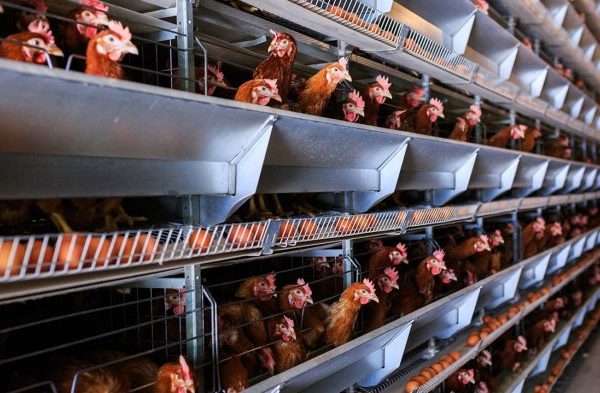 Pemerintahan Desa Telang Siong Tingkatkan Ternak Ayam Petelur - maknanews