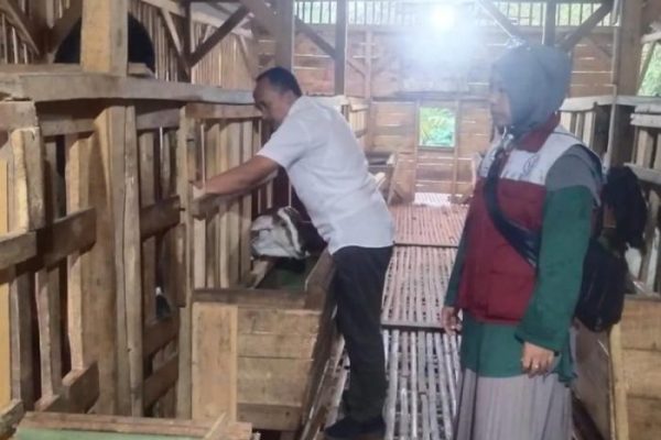 Daun penggemuk ayam di Curugbitung, Kab. Lebak