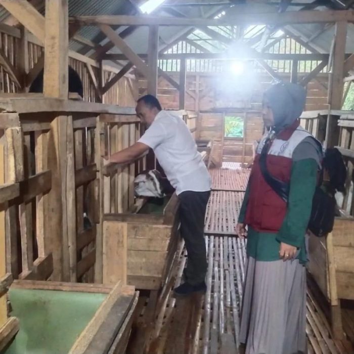 Daun penggemuk ayam di Curugbitung, Kab. Lebak