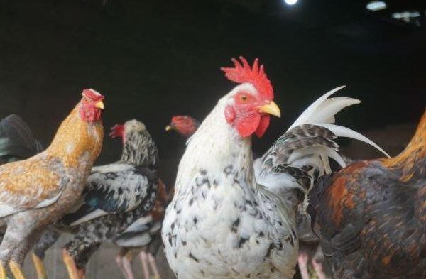 Harga ayam kampung potong di Wonosobo, Tanggamus