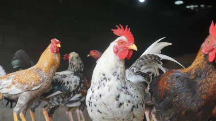 Harga Ayam Kampung Tembus Rp 90.000/Ekor Harga ayam kampung potong di Wonosobo, Tanggamus