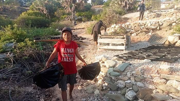 Tarian Adat Pe'doa Sabu Raijua NTT Sabu Liae - YouTube Daun penggemuk ayam di Sabu Liae, Sabu Raijua