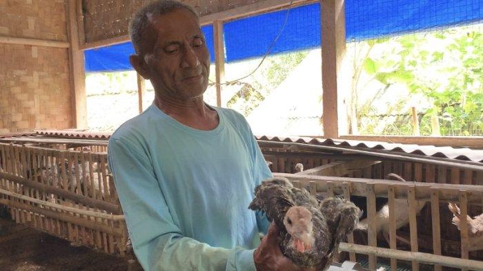 Budidaya Ayam Kampung di Rumah sebagai Langkah Strategis dalam ... Budidaya ayam di Pringsewu, Pringsewu