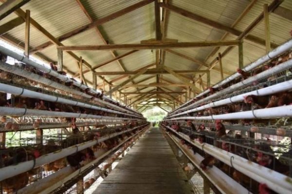 Ternak ayam petelur di Pangkalan Banteng, Kotawaringin Barat