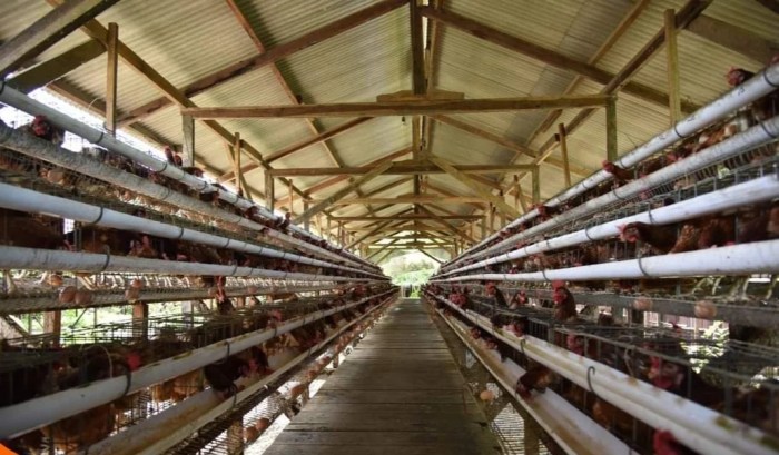 Panduan Lengkap Cara Ternak Ayam Petelur : Mulai dari Persiapan hingga ... Panduan Lengkap Cara Ternak Ayam Petelur : Mulai dari Persiapan hingga ...