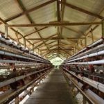 Ternak ayam petelur di Bacukiki Barat, Kota Parepare