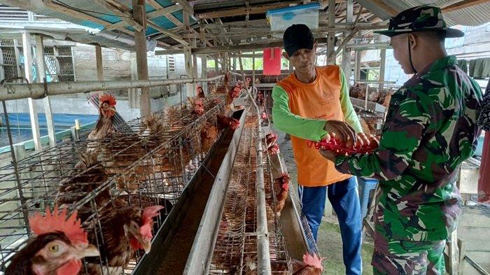 Budidaya Ternak Ayam Petelur Archives - Pasundan Ekspres Ternak ayam petelur di Banjarmasin Timur, Kota Banjarmasin