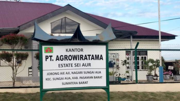 BRIN lihat langsung pembuatan gula merah dari air batang kelapa sawit ... Ayam ternak di Sungai Aur, Kabupaten Pasaman Barat