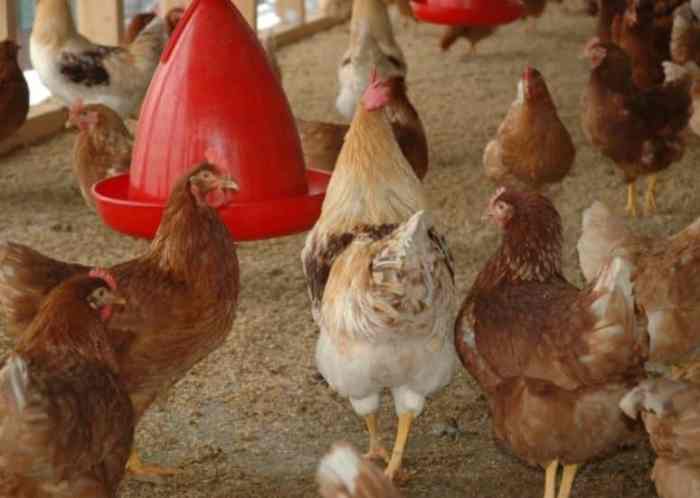 Manajemen Pakan Ayam Petelur Fase Produksi | Poultry Indonesia Manajemen Pakan Ayam Petelur Fase Produksi | Poultry Indonesia