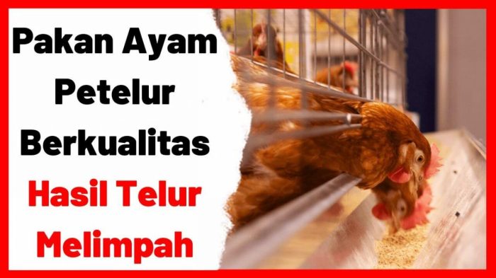 KOMPLIT, Panduan Pakan Ayam Petelur Dari Menetas Sampai Produksi ... Ayam petelur jantan di IV Koto Aur Malintang, Kabupaten Padang Pariaman