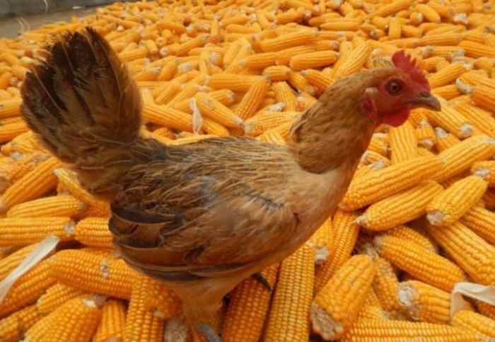 Pemkab Kediri Salurkan 31.041 Ton Jagung bagi Peternak Ayam Petelur ... Pemkab Kediri Salurkan 31.041 Ton Jagung bagi Peternak Ayam Petelur ...