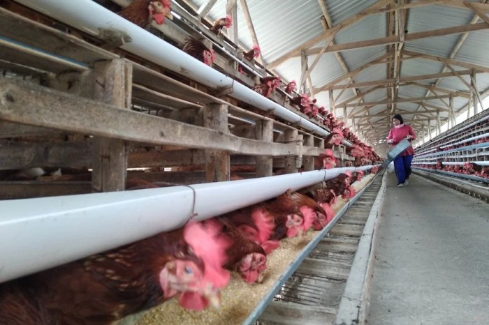 Ayam Ternak di Tulaka, Pacitan