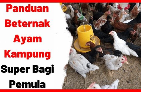 Ayam petelur jantan di Sungai Aur, Kabupaten Pasaman Barat