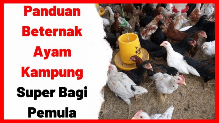 Jenis ayam petelur yang paling cocok untuk dipelihara, # ... Ayam petelur jantan di Sungai Aur, Kabupaten Pasaman Barat