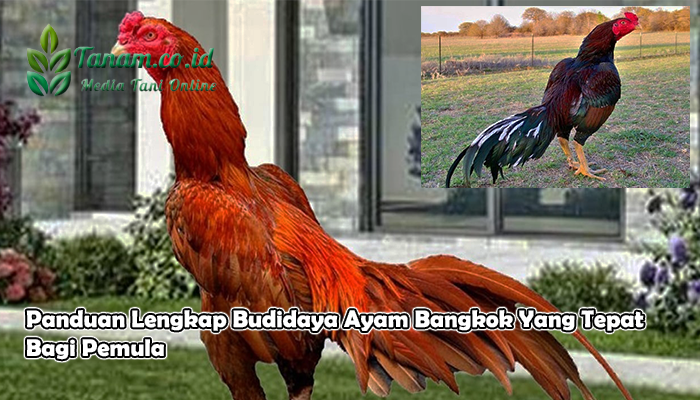 Rahasia dan Tip Sukses Budidaya Ayam Petelur di Indonesia Budidaya ayam di Bulok, Tanggamus