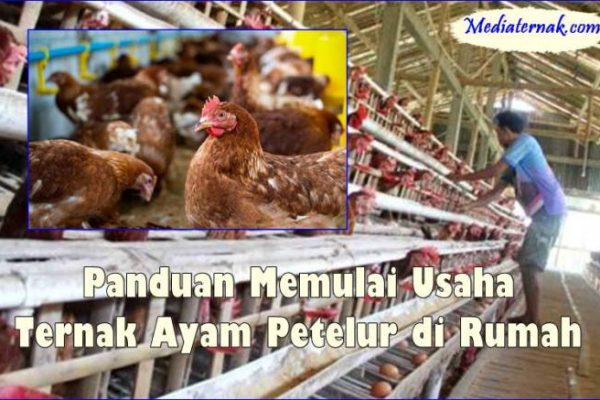 Ternak ayam petelur di Pamona Selatan, Poso